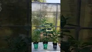 🤩 Это просто ВАУ!  Обзор набора из 3 разных гортензий! 😍 Самые красивые гортензии в одном наборе!
