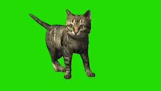 Cat || cat turn around right || Green screen cat || green screen cat turn around right || 