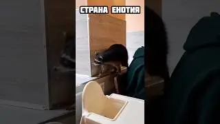 Енотики бродят по кафе #енотик #енот #животные