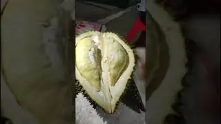 Belah duren ??? #shorts #shortsvideo
