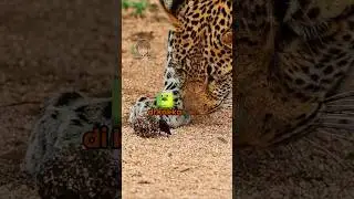 Vita da animali 🐆 EP. 100