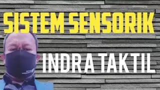 Sistem Sensorik 1 | Indera Taktil