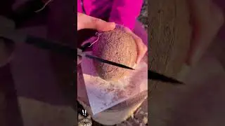 ✅SURVIVAL bushcraft skills: Start a fire with COCONUT 🔥#camping #survival #bushcraft #fire