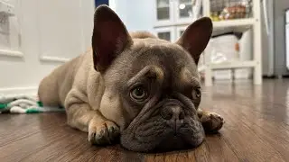Is this a sign to stay home with Nurf? ☹️ @nurfthefrenchie