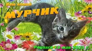 Наш котик Мурчик (2 месяца). Ищем ему хорошего хозяина! (04.07.2023) 