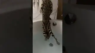 Водоплавающая хищница🙀 в тг показала факапы ее😂ссылка в шапке профиля !искупались бы с такой?!