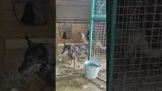 Где колбасы?! #shortvideo #собака #youtubeshorts #shorts