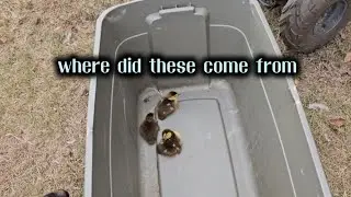 Look What I Found In The Yard.....AGAIN!!!