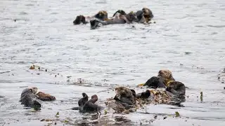 Sea Otters
