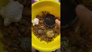 Корм и подстилка для черепашки 