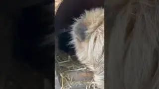 Собака Зефирка и Щенячий патруль