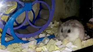 Будни хомяка Джерри 1 ч.