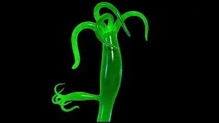 Hydra Budding 2017 HD