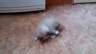 Хвост