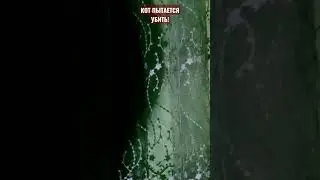 КОТ ПЫТАЕТСЯ УБИТЬ!