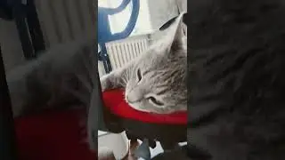 песенка для Барсика