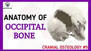 Occipital Bone Anatomy | Cranial Osteology #9