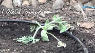 Watermelon Plant Comes Back to Life after Transplanting TIME LAPSE