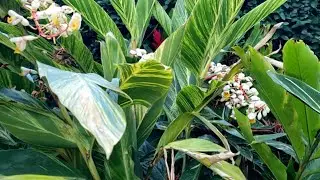 Passeio pelo jardim - Minhas Plantas | Página da Kika