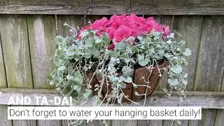 Hanging Basket with Coral Wave Petunia and Dichondra