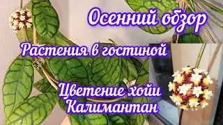 осеннее солнце и растения в гостиной