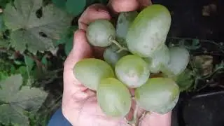 Саженцы винограда Монарх Питомник Садоград