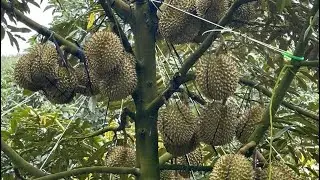 Manut pada netizen !! Durian Grafting technique and cutting