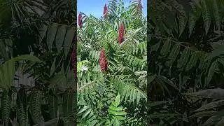 Как цветет уксусное дерево в средней полосе