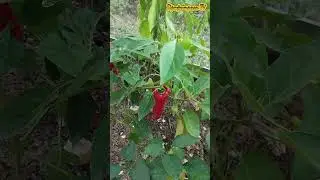 Сад сентябрь 2023 инжир, виноград и розы #shorts