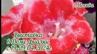 Выставка ФИАЛОК с 19 по 29 апреля 2024. в Доме Фиалки 
