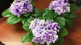Фиалка-призрак АВ-Северный Ледовитый
