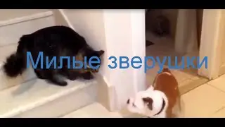 Милые зверушки
