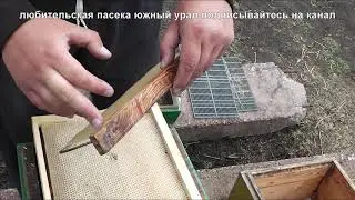 how to populate a hive Alpine pcheloprom,what are the ways to inhabit the Alpine beehive