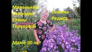 Маленький Огородик Елены Тереховой -  Семена Редиса