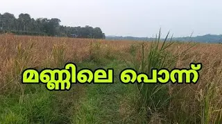 Mannile ponnu..(Nellu)🌾🌾..
