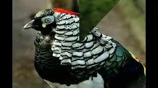 LADY  AMHORST'S  PHEASANT  CHRYSOLOPHUS  AMHERSTIA  !