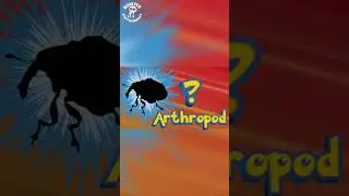 Who’s that arthropod? 