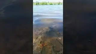 Парус