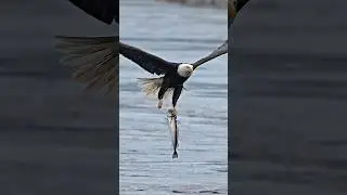 Eagles grabs huge fish by the head and flys away. #wildlife #bird #birds
