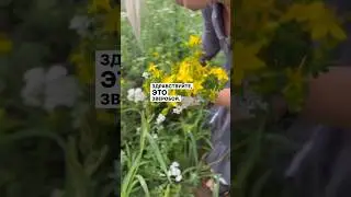 Магические свойства зверобоя