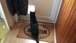 Throwing some bubble wrap at my cat