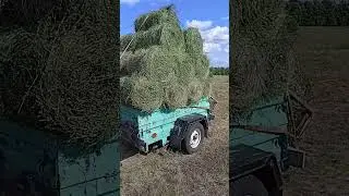 10 августа 2024 г.