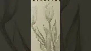 МОЕ УТРО / РИСУНОК ТЮЛЬПАНОВ / СКЕТЧ/