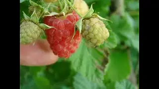 На полях страны. 01.07.2023