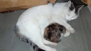 Кошка Муся и её котёнок. 2 недели от рождения. 3 сюжет