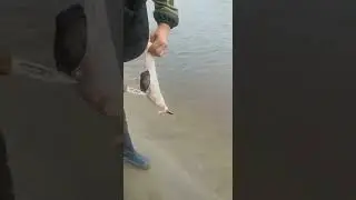 Шок!!! Щука съела андатру 😳