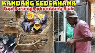 Sukses Budidaya Burung Kacer Decu Pleci dan Glatik Sekala Rumahan
