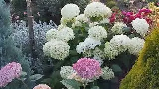 Какие розы можно посадить в южном саду.