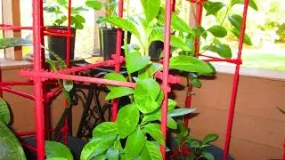 Indoor Gardening Year Round Edible Plants ~ Longevity Spinach