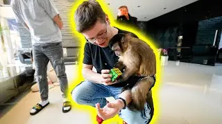 CEBIDAE MONKEY VS RUBIK'S CUBE
